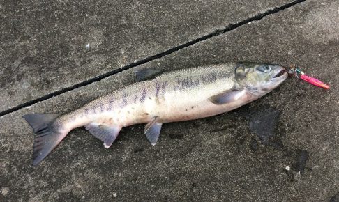ウキルアー アキアジ鮭釣りの仕掛けと餌 カツオ 赤イカ マツカタblog