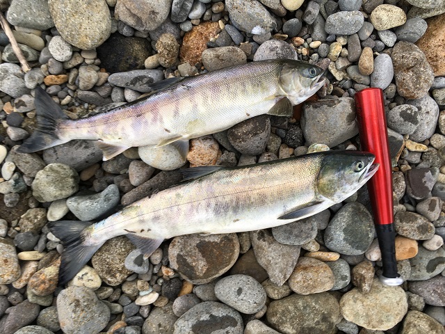 竿 リール アキアジ鮭を釣るお勧め道具 シマノで なる安 セット マツカタblog