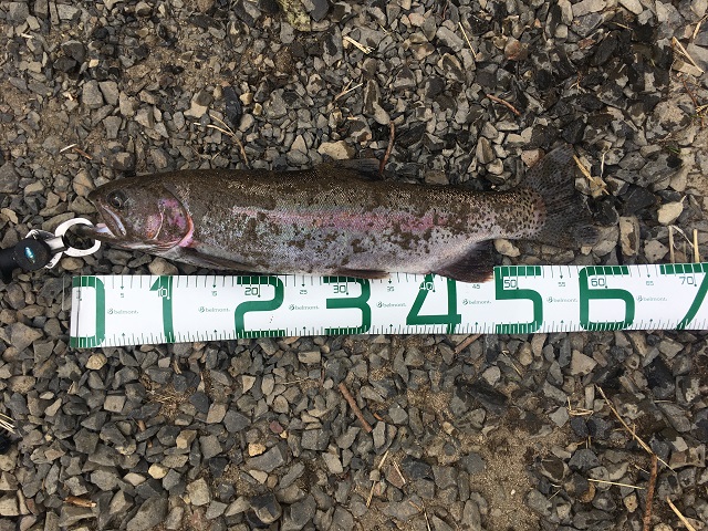 爆釣 ニジマス釣りの餌にマグロ最強説を実証 60cmニジマス マツカタのblog